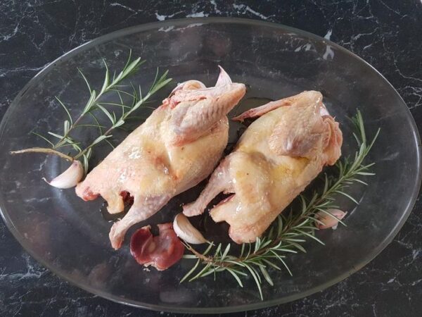 Pigeon